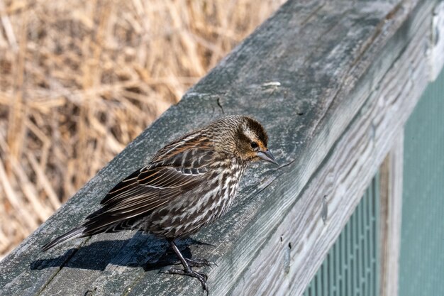 Beautiful shot of the sparrow standing on the wooden surface