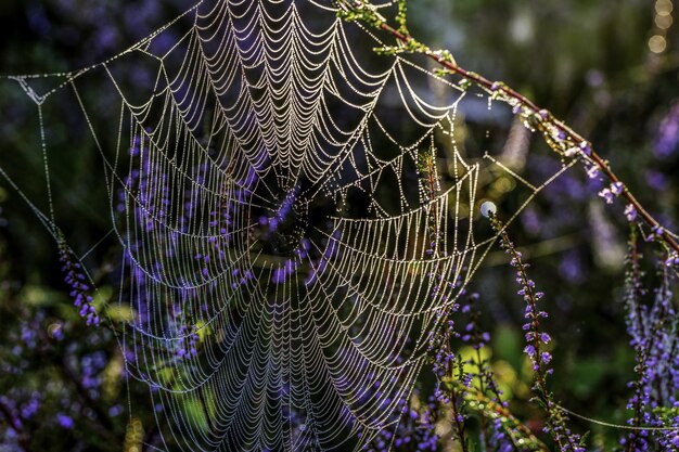 Beautiful shot of a spiderweb hanging on branches