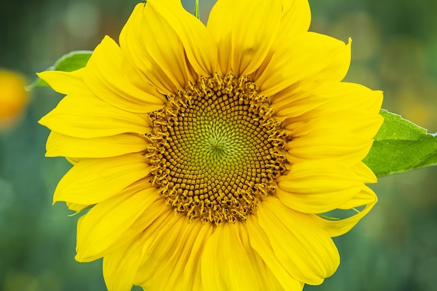 Beautiful shot of a sunflower