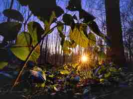 Foto gratuita bellissimo colpo di luce solare che splende nella foresta