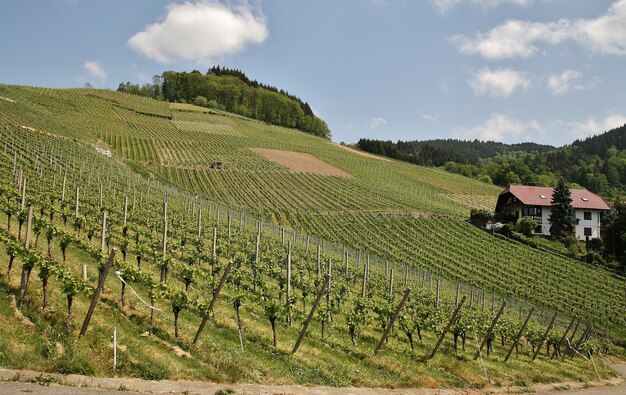 Beautiful shot of a sunny hilly green vineyards before the harvest in the town of Kappelrodeck