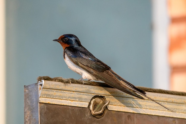 Free photo beautiful shot of a swallow standing on the old equipment on the blurred background