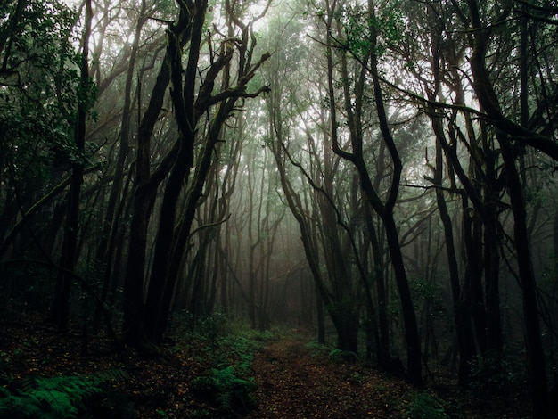 植物に囲まれた霧の中で森の背の高い木の美しいショット