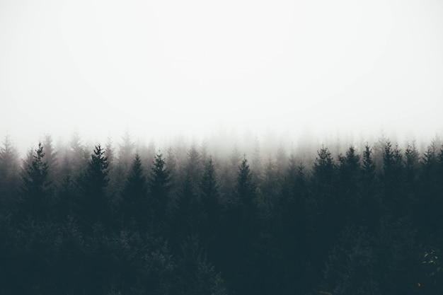 Beautiful shot of a thick forest in fog with pine trees and white space for text