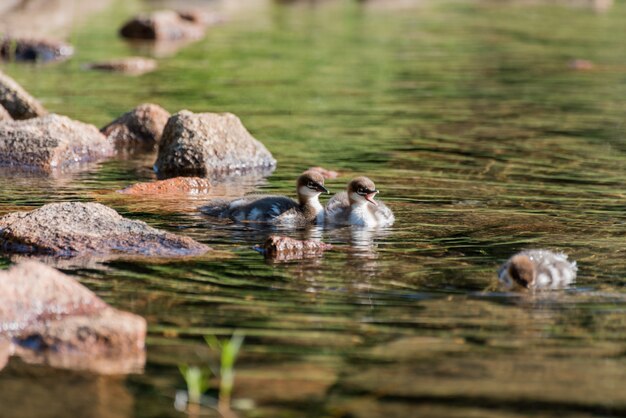 Beautiful shot of three  ducks in the green dirty water with some stones  on the left