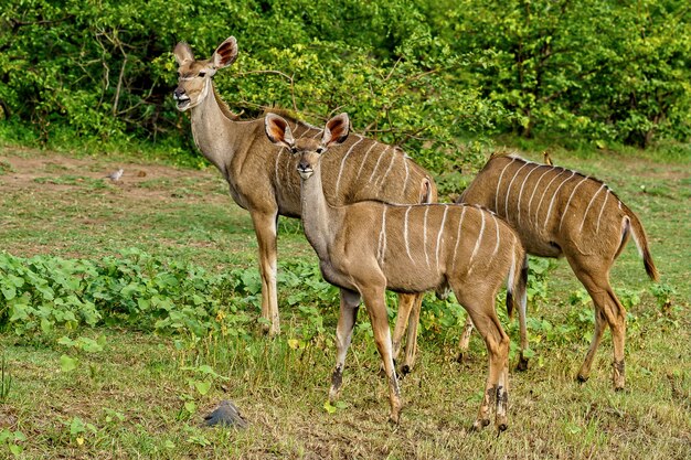 Beautiful shot of three kudus walking together surrounded by green nature during daylight