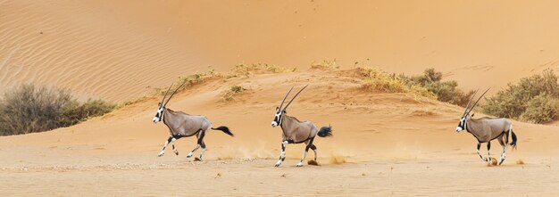 Красивый снимок трех ориксов, бегущих по пустыне Намиб.