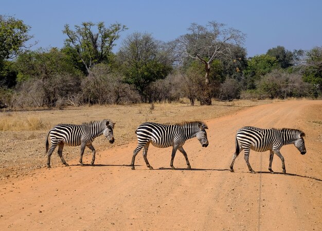 Beautiful shot of three zebras crossing the road in safari with trees