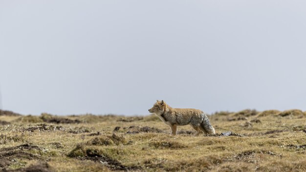 Красивый снимок тибетской песочной лисы в засушливой местности