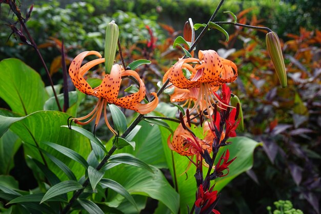 Beautiful shot of tiger lilies in the forest surrounded by different kinds of plants