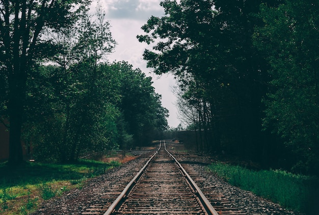 Beautiful shot of a train track surrounded by trees