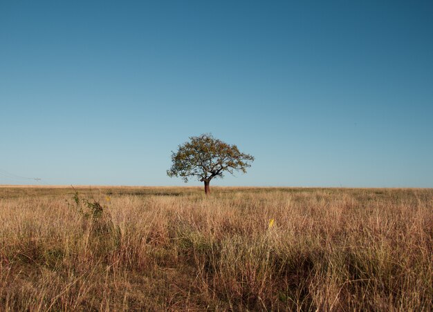 Beautiful  shot of a tree in a field