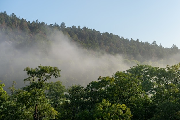 Красивый снимок древесного леса в окружении высоких гор, окутанных туманом