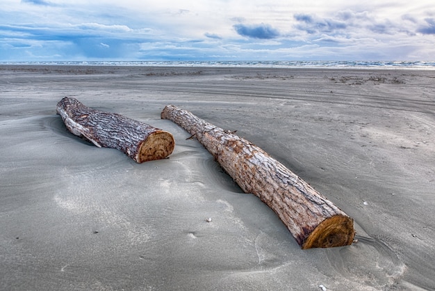 Free photo beautiful shot of tree logs laying in sand at the beach under the cloudy sky