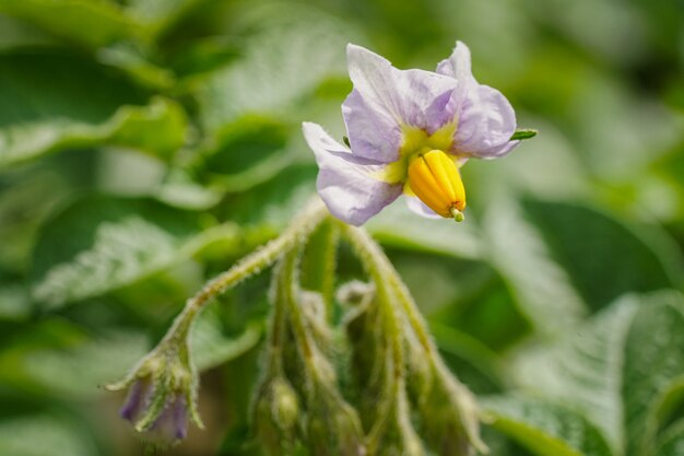 緑の葉とアオイ科の植物花の美しいショット-自然な背景に最適