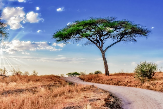 Beautiful shot of a tree in the savanna plains with the blue sky