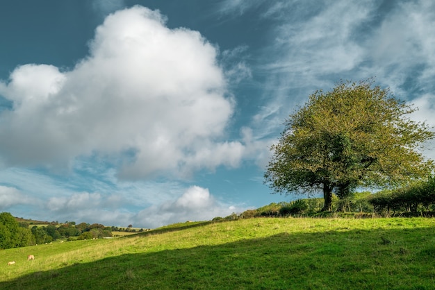 Foto gratuita bella ripresa di un albero in piedi nel mezzo di un greenfield sotto il cielo nuvoloso durante il giorno