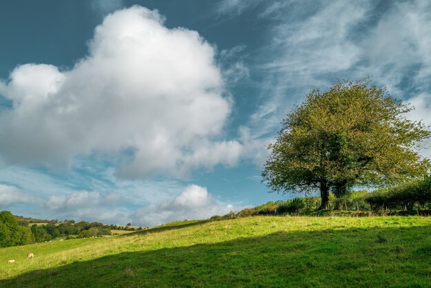 Beautiful shot of a tree standing in the middle of a greenfield under the cloudy sky at daytime