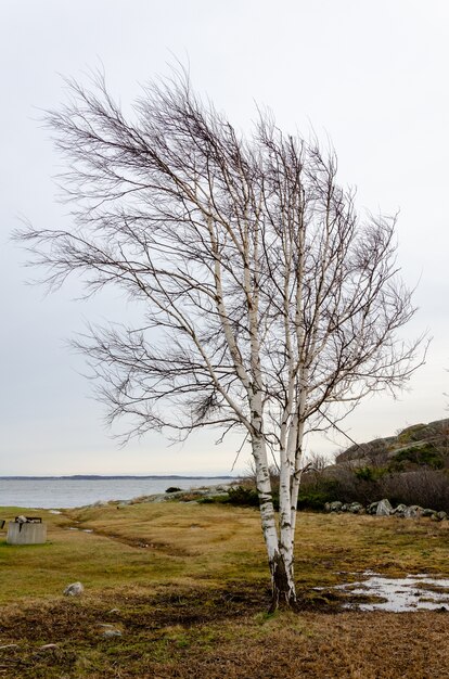 Beautiful shot of a tree with bare branches and the lake in the background