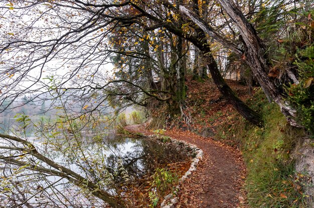 Beautiful shot of trees and a lake in the Plitvice Lakes National Park in Croatia