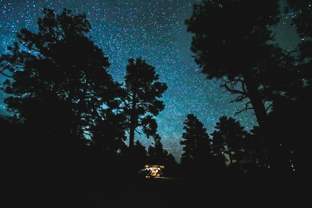 Beautiful shot of trees under a starry night sky