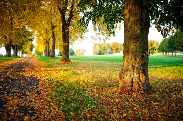 Beautiful shot of trees in west Germany forest in the summertime