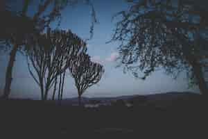 Free photo beautiful shot of tropical trees at chui lodge in kenya.