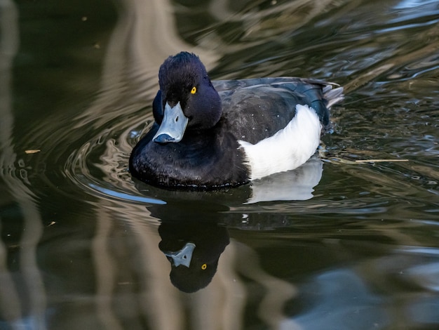 Beautiful shot of tufted duck swimming on the lake in Izumi forest in Yamato, Japan at daytime