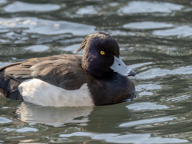 Beautiful shot of tufted duck swimming on the lake