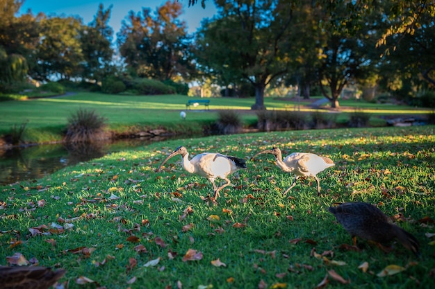 Free photo beautiful shot of two black-headed ibises walking along a river