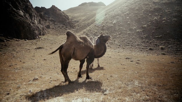 화창한 날에 사막에서 두 낙타의 아름다운 샷