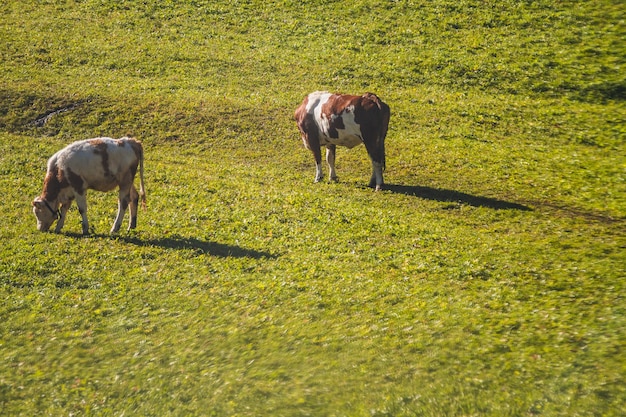 ドロミテイタリアの芝生で食べる2頭の牛の美しいショット