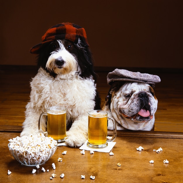 Beautiful shot of two dogs wearing a hat with a mug of beer and a bowl of popcorn on a table