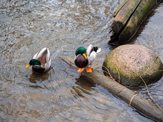 Beautiful shot of two ducks in a river near the bank