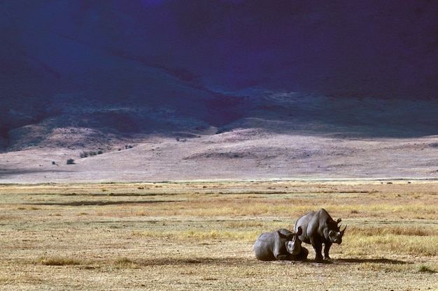 Beautiful shot of two rhinos on a dry grassy field with mountains in the distance