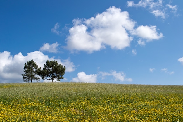 Beautiful shot of two trees growing in a greenfield