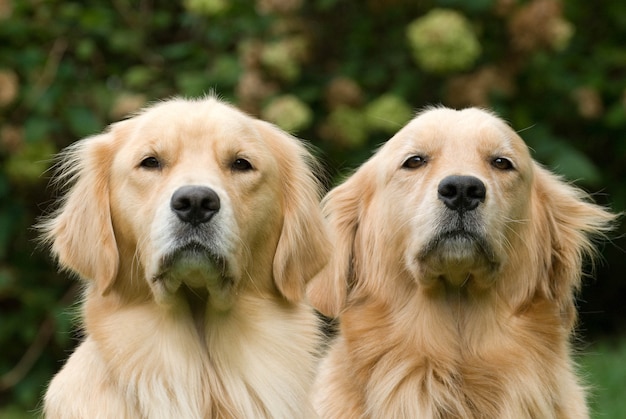 Beautiful shot of two young Golden Retrievers