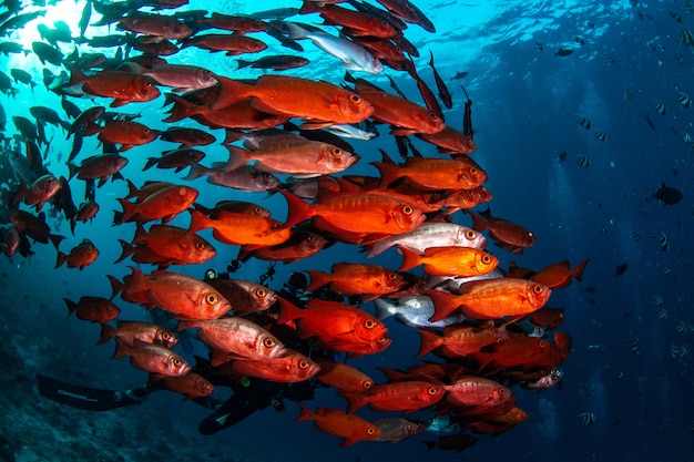 Beautiful shot of the underwater life of Maldives