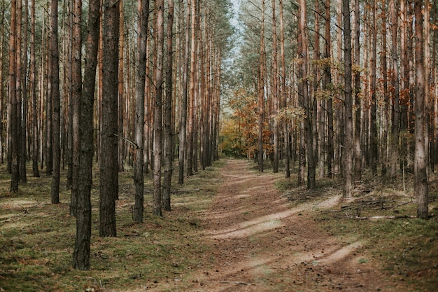 Красивая съемка необитаемого пути посреди елово-елового леса осенью