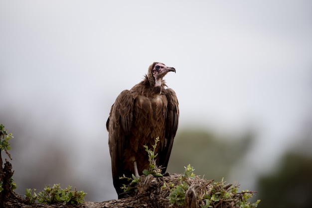 Beautiful shot of a vulture resting on the branch with a blurred