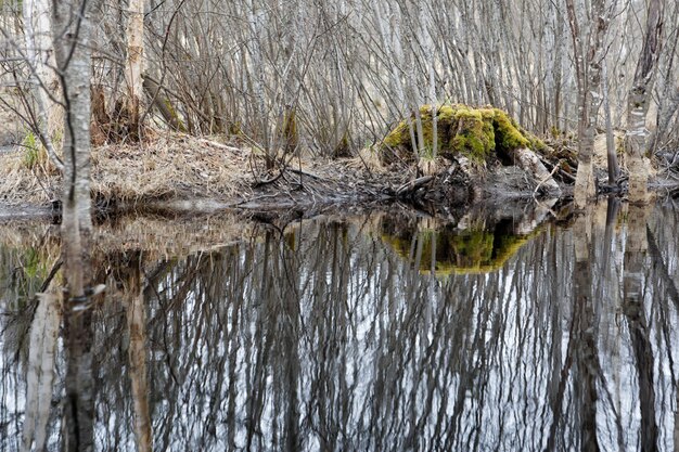 Beautiful shot of the water reflecting the trees on the shore