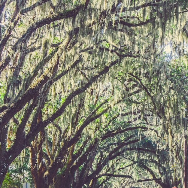Beautiful shot of weeping willow trees in a park