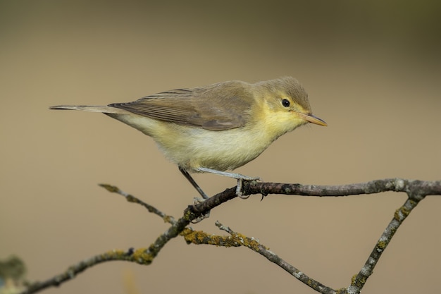 Beautiful shot of a Western Bonelli's warbler bird (Phylloscopus bonelli) perched on a branch