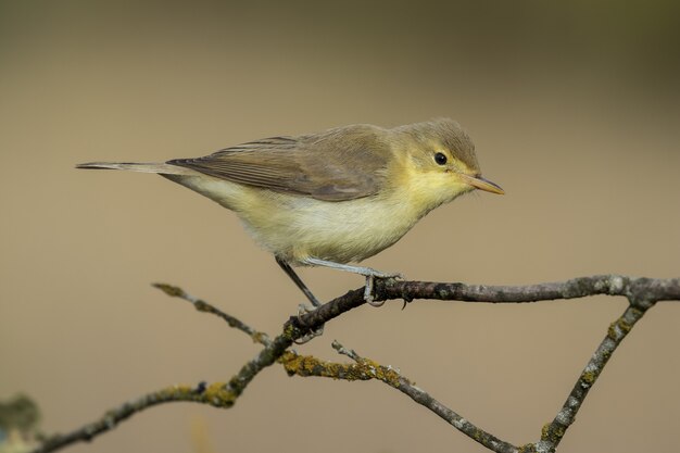 枝にとまるボネリアムシクイ（Phylloscopus bonelli）の美しいショット