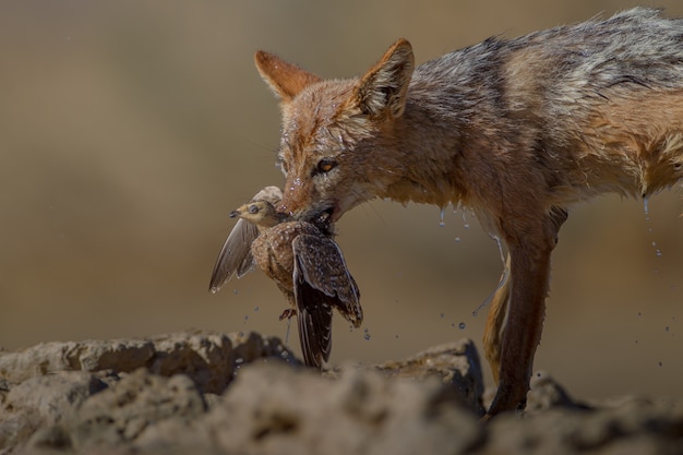 Красивый снимок мокрой песочной лисы, держащей во рту мертвую птицу