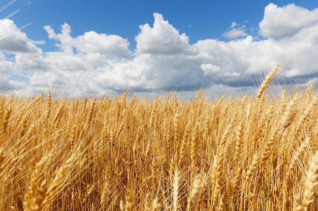 Free photo beautiful shot of a whet field with a cloudy sky