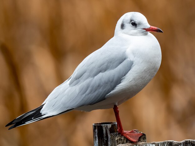Beautiful shot of a white bird standing on a wooden fence
