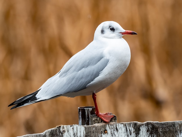 Beautiful shot of a white bird standing on a wooden fence