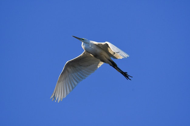 Foto gratuita bellissimo scatto di un uccello bianco con un lungo becco che vola nel cielo blu