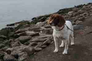 Foto gratuita bello colpo di un cane bianco e marrone con un guinzaglio rosso intorno al collo vicino ad una riva